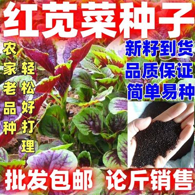 红苋菜种子圆叶庭院阳台大田盆栽蔬菜种子易种好活四季可播老品种