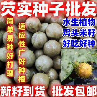 芡实种籽鸡头米鸡头果种子苏芡欠实苗茨实鸡头莲梗好吃好种大颗粒