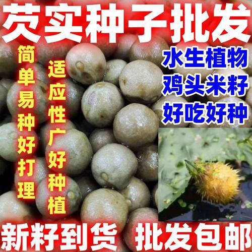 芡实种籽鸡头米鸡头果种子苏芡欠实苗茨实鸡头莲梗好吃好种大颗粒