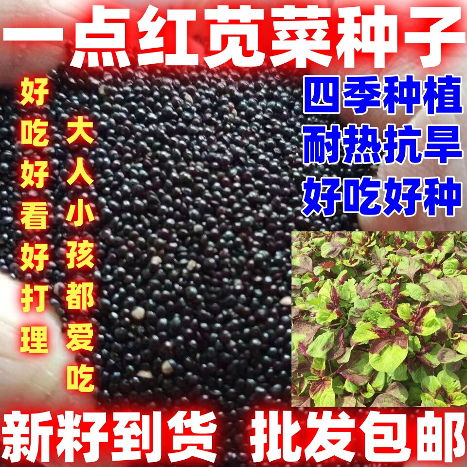 四季种植一点红苋菜种子汉菜苋菜籽白苋菜种子四季红汗菜春季图片