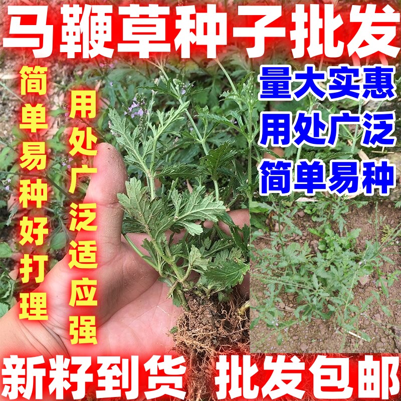 马鞭草种子马边草好种草铁马鞭梢蜻蜓草龙芽草凤颈草籽多年生植物