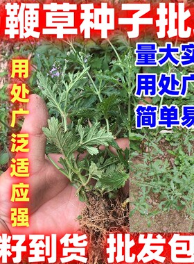 马鞭草种子马边草好种草铁马鞭梢蜻蜓草龙芽草凤颈草籽多年生植物