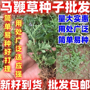 马鞭草种子马边草好种草铁马鞭梢蜻蜓草龙芽草凤颈草籽多年生植物