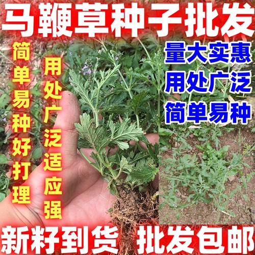马鞭草种子马边草好种草铁马鞭梢蜻蜓草龙芽草凤颈草籽多年生植物