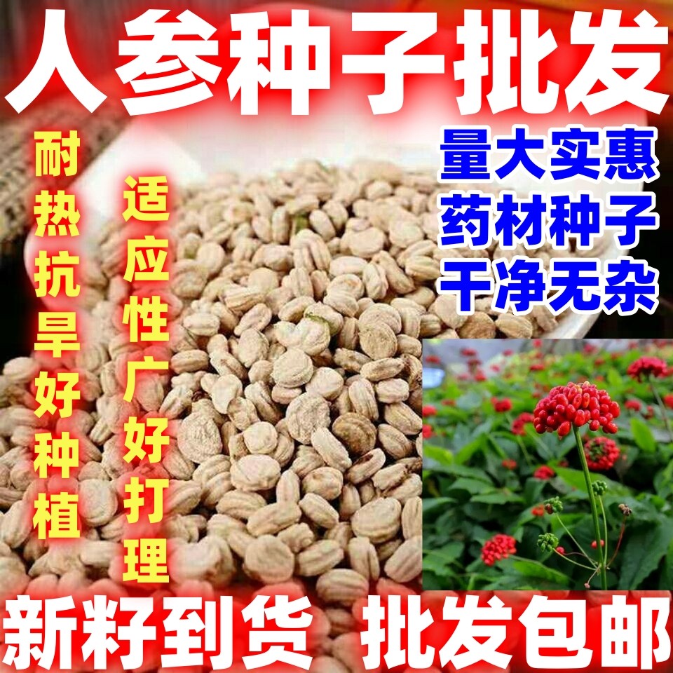 人参种子长白山野山参种子四季易种中药材阳台盆栽庭院用处广泛