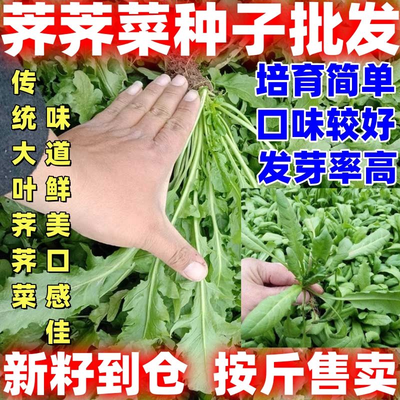 荠荠菜种子四季盆栽青菜农家蔬菜种子老品种论斤销售