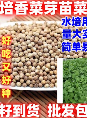 水培香菜芽苗菜种子水培香菜芽苗菜籽四季蔬菜种子无土栽培蔬菜