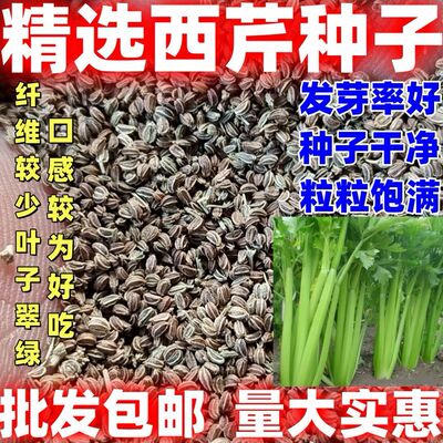 西芹种子西芹种籽黄心芹种子黄心芹种籽干净无杂质庭院种植包邮