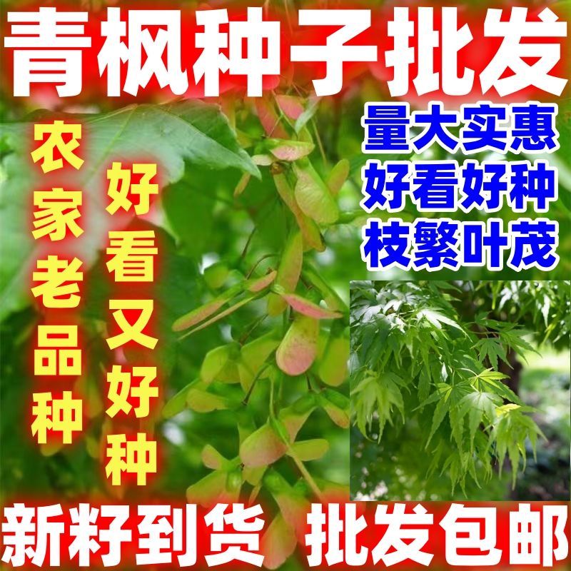青枫种子林木种籽散装四季多年生景观绿化工程观叶种孑园区绿化
