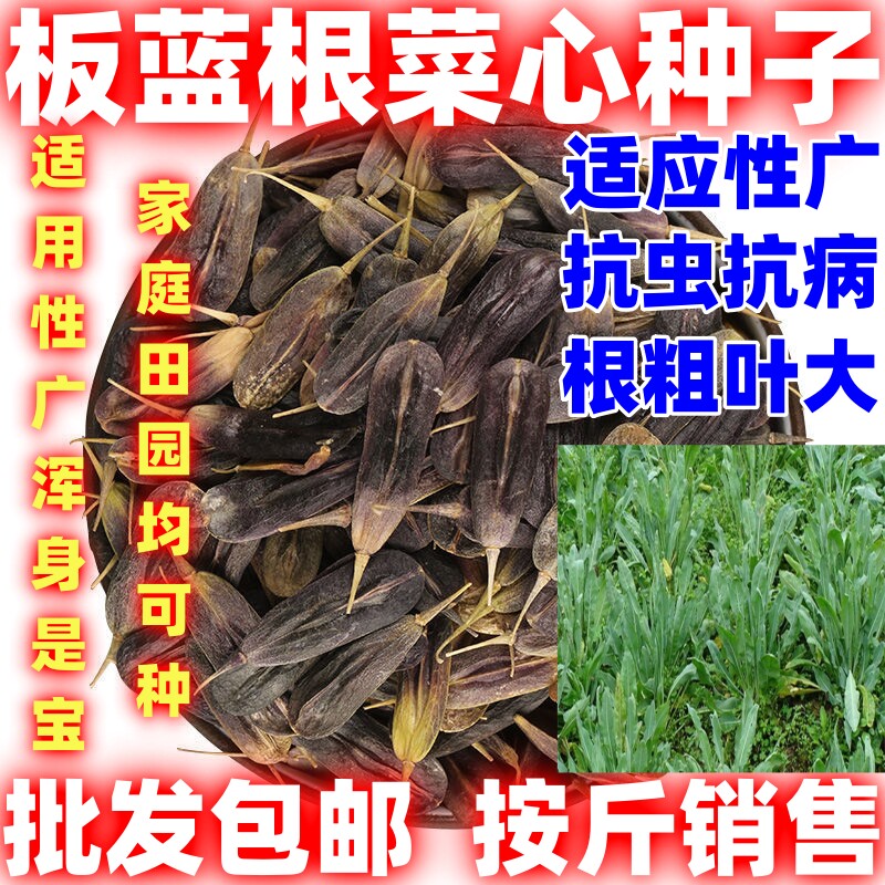 板蓝根种子四季蔬菜孑食用适用性广大青叶中药材种籽阳台盆栽四季