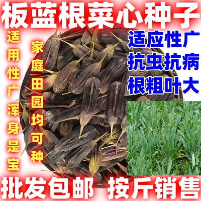 板蓝根种子四季蔬菜孑食用适用性广大青叶中药材种籽阳台盆栽四季