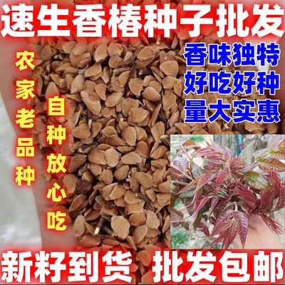 速生香椿种籽速生香椿种子香味浓郁庭院田园阳台种植香椿种子种