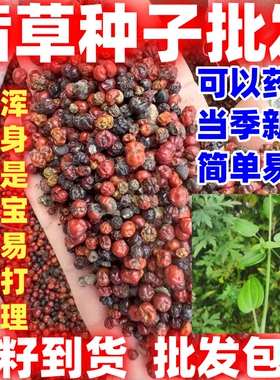 当季新籽茜草种子中药红根草简单易种红内消多年生草本植物籽