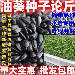 油葵芽苗菜种子按斤纸上种菜水培芽苗菜油葵种籽四季阳台蔬菜种孑