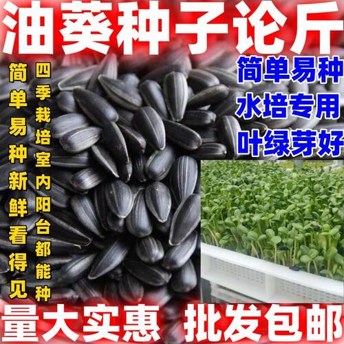 油葵芽苗菜种子按斤纸上种菜水培芽苗菜油葵种籽四季阳台蔬菜种孑