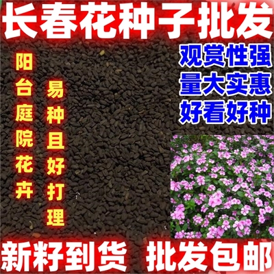 长春花种子天天开花期长多年生花海庭院室内阳台盆栽花卉花草籽