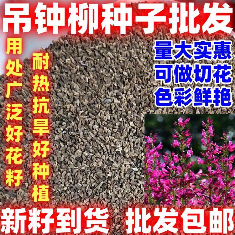 钓钟柳种子好看吊钟柳花卉种子阳台草花种子耐寒景观花海花种子