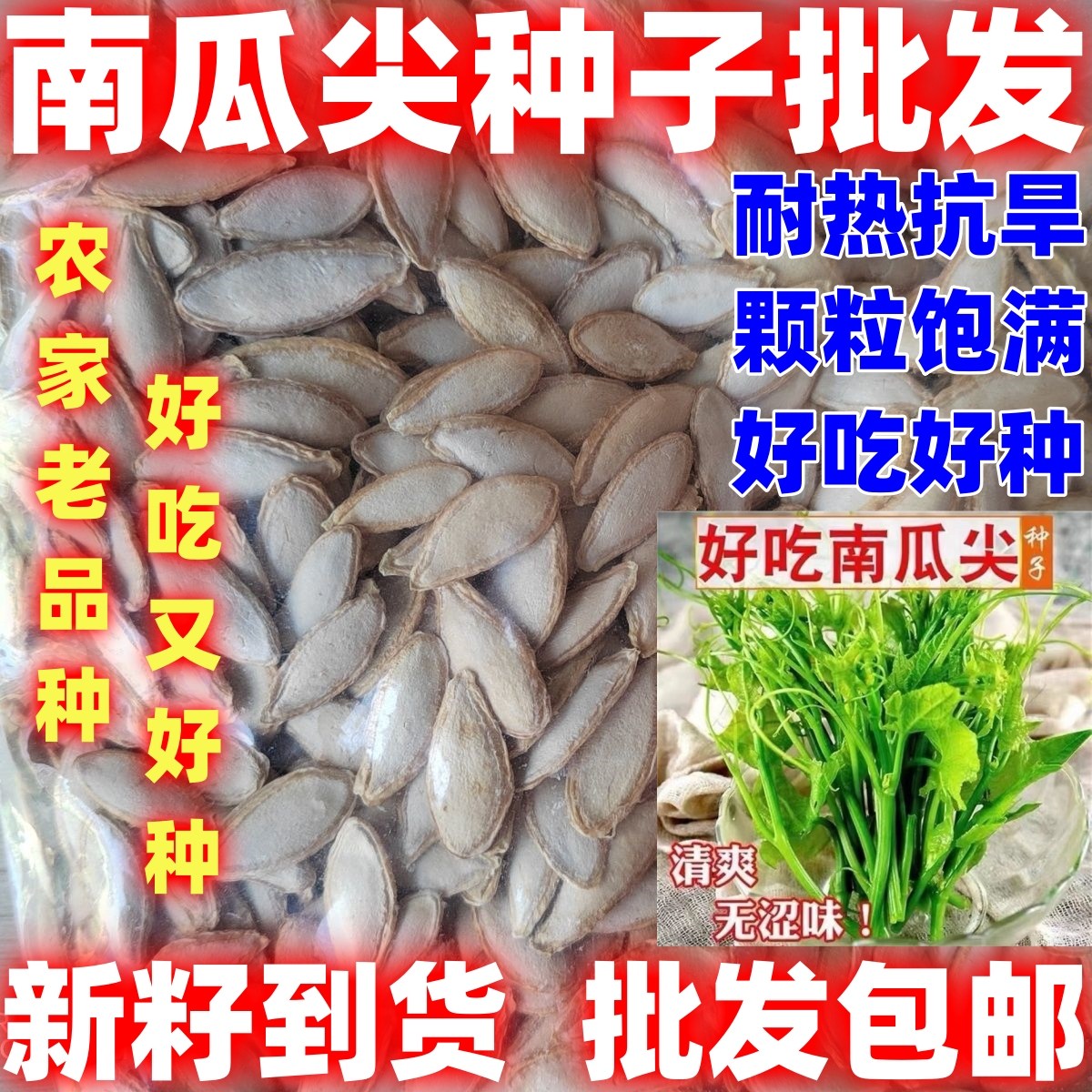 四季南瓜尖种子阳台夏季家庭种植吃茎叶南瓜藤春季高产蔬菜种籽