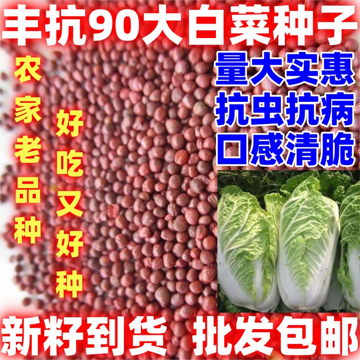 丰抗90大白菜种子丰抗90大白菜种子散装批发庭院田园蔬菜白菜种籽