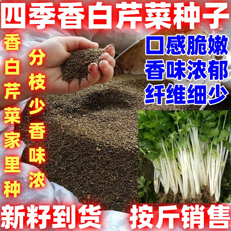 散装四季香白芹种子白杆实芹蔬菜种子四季播阳台田园盆栽芹菜