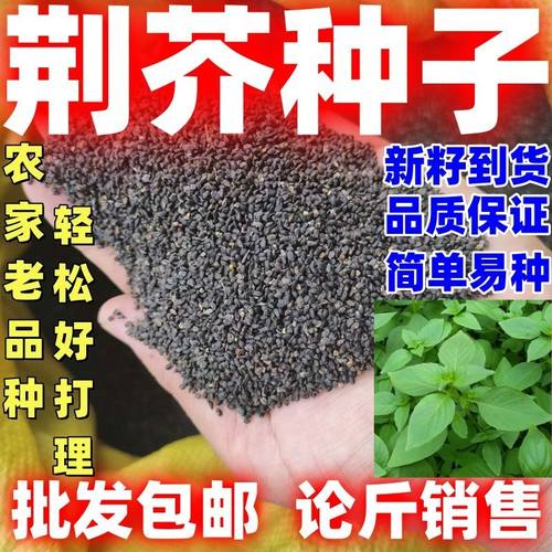 河南荆芥种籽到货论斤卖阳台盆栽大田庭院农家蔬菜种子简单易种植