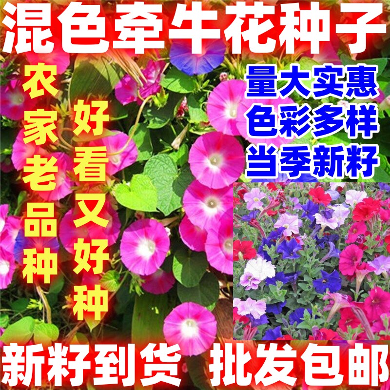 牵牛花种子室外喇叭花爬藤混色阳台盆栽观花种子花籽花种简单易种图片