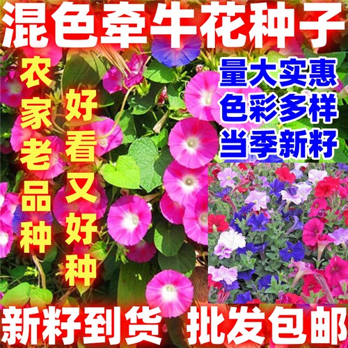 牵牛花种子室外喇叭花爬藤混色阳台盆栽观花种子花籽花种简单易种