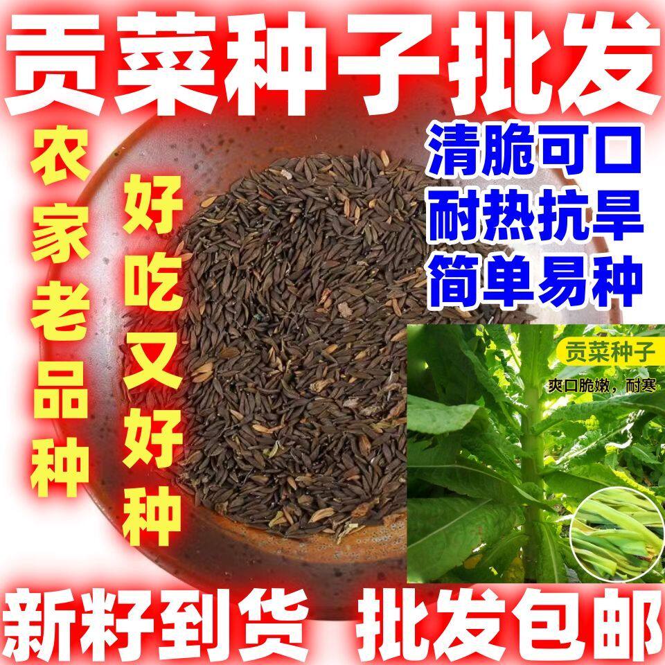 贡菜种子四季耐高温抗寒苔干菜种子地方蔬菜种子响菜籽播好吃好种