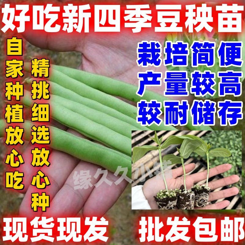 四季豆秧苗无筋豆苗扁豆无架长豆角苗缸豆苗地豆苗白芸豆苗蔬菜苗