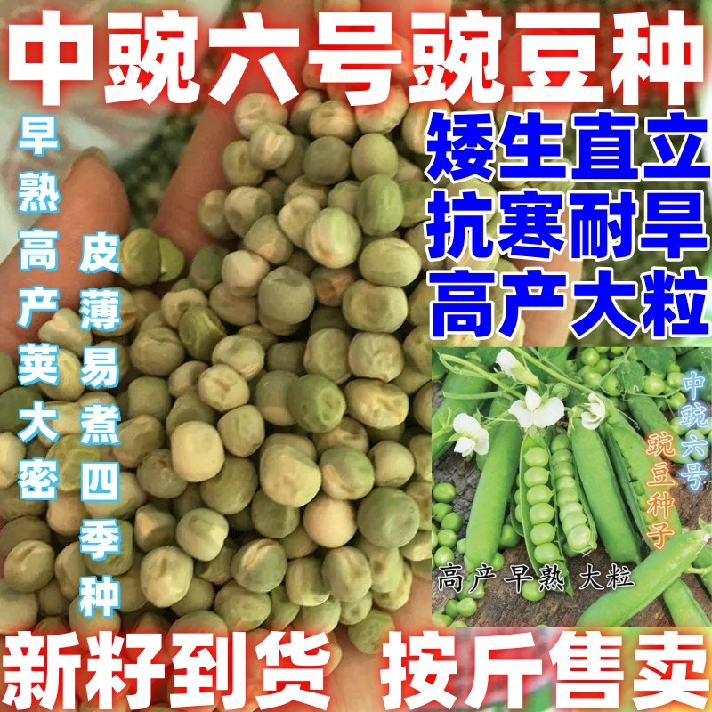 中豌6号豌豆种籽种子早熟甜脆青碗豆带壳散装抗寒蔬菜种孓,鲜花速递/花卉仿真/绿植园艺,家庭园艺种子,淘宝优惠券,粉丝福利购,淘宝优惠卷