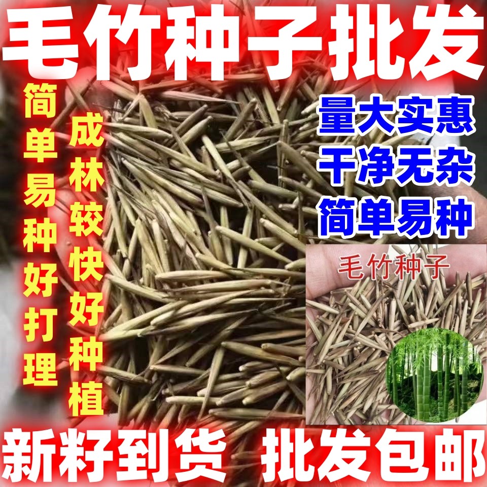毛竹种子籽四季易种简单易种常年产笋量高南北方均可种植毛竹种籽