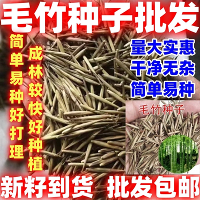 毛竹种子籽四季易种简单易种常年产笋量高南北方均可种植毛竹种籽