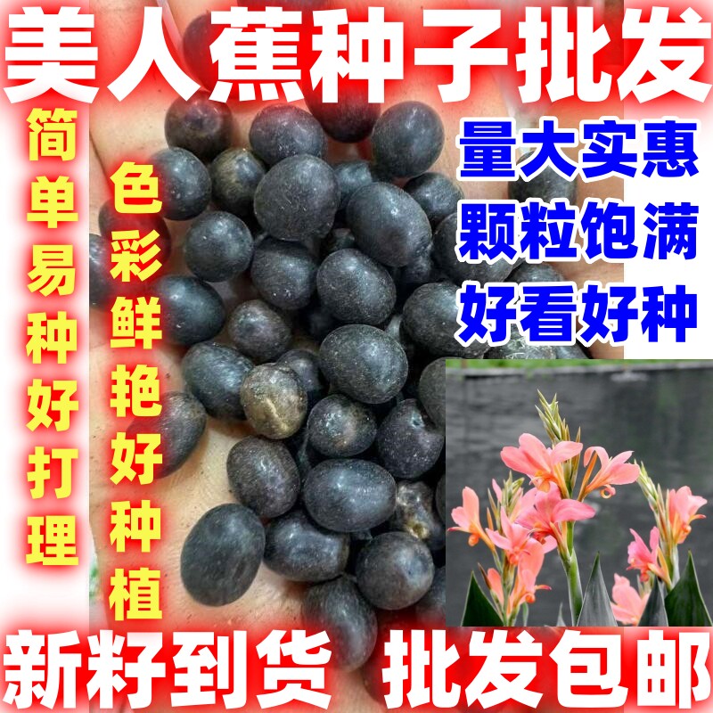 美人蕉种子耐寒红花庭院种植盆耐热水生植物多年生简单易种花种子