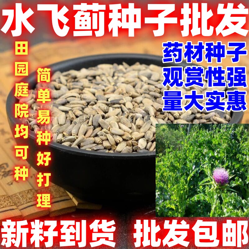水飞蓟种子水飞蓟种籽散装简单易种论斤卖庭院种植可观赏盆栽种植