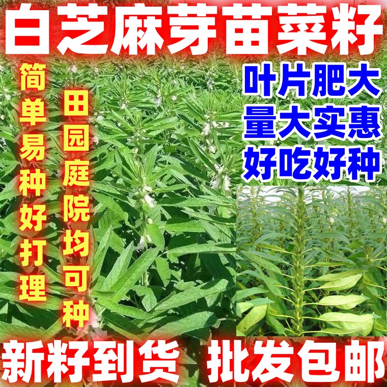 白芝麻芽苗菜籽可吃叶子可结籽芝麻种子简单易种早熟春季蔬菜种籽