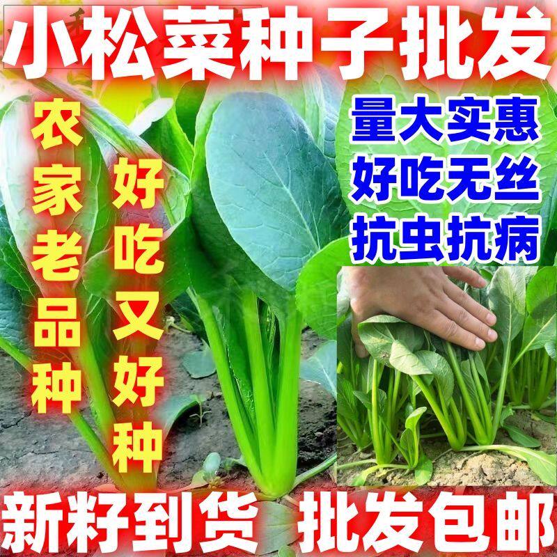 小松菜种子小松菜种籽耐热小松菜种子甜脆速生青梗菜好吃蔬菜种图片