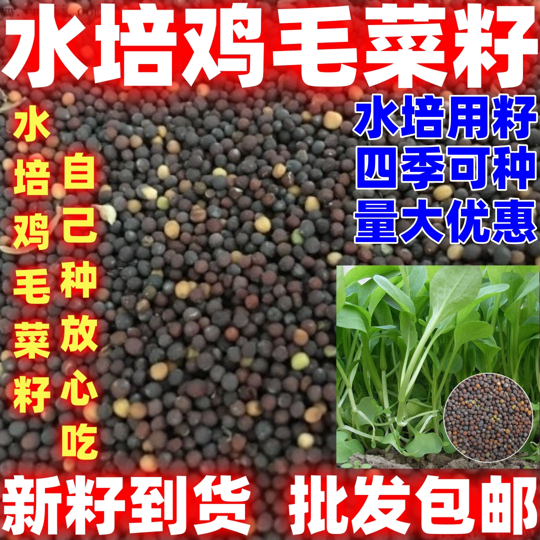 水培鸡毛菜种籽简单易种四季种植蔬菜水培鸡毛菜种子四季栽培植物