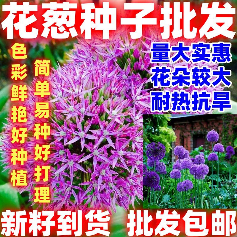 花葱种子盆栽春季播种花种子户外四季易种易活花卉种花葱花种易种