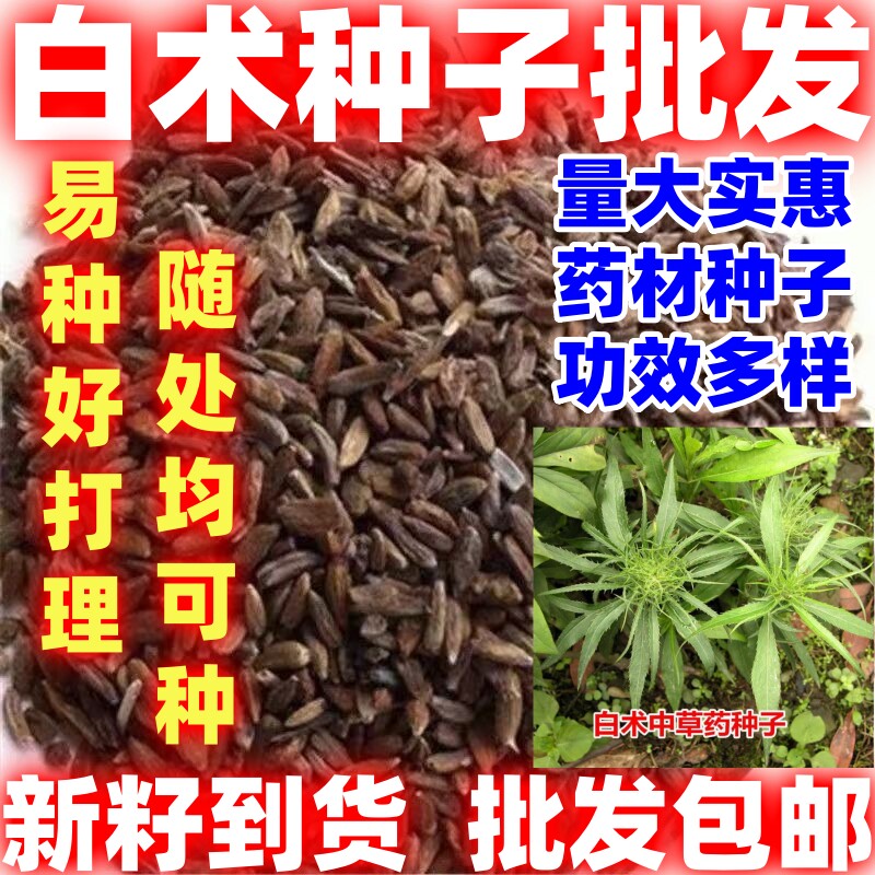 当季新籽白术种子简单易种功效多白术籽随处可种中药材春秋季种植