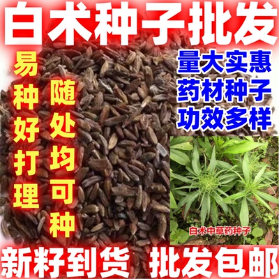 当季新籽白术种子简单易种功效多白术籽随处可种中药材春秋季种植