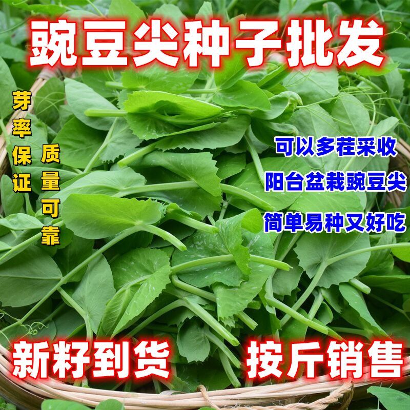 豌豆尖种子专吃叶豌豆苗种籽新品可连续多次采收无须豌豆四季蔬菜