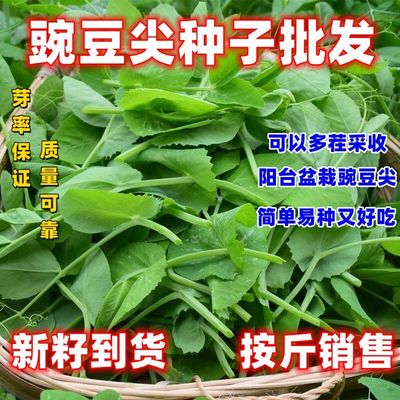 豌豆尖种子专吃叶豌豆苗种籽新品可连续多次采收无须豌豆四季蔬菜