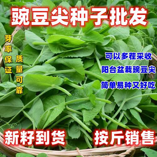 豌豆尖种子专吃叶豌豆苗种籽新品可连续多次采收无须豌豆四季蔬菜