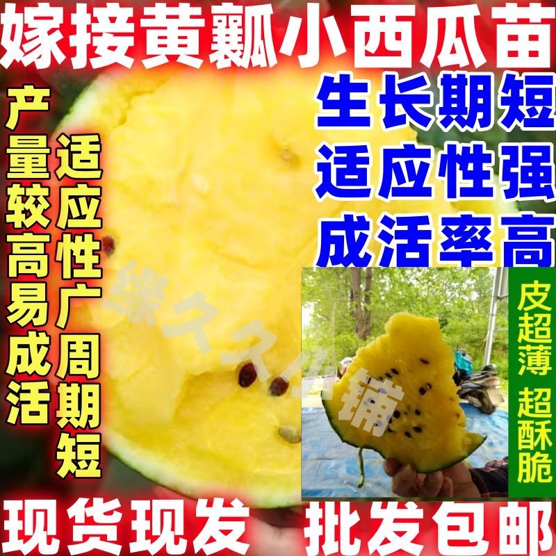 庭院黄壤小西瓜苗秧 超甜皮薄黄心 春秋四季阳台盆栽礼品款