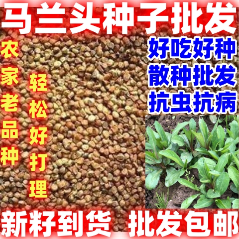 马兰头种子菜籽四季播易种菜园阳台盆栽农家老品种马兰头蔬菜种子