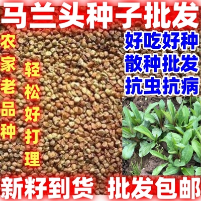 马兰头种子菜籽四季播易种菜园阳台盆栽农家老品种马兰头蔬菜种子