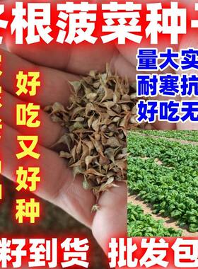 冬根菠菜种子秋天种开春返青菠菜种子耐寒菠菜抗寒冻根好吃好种