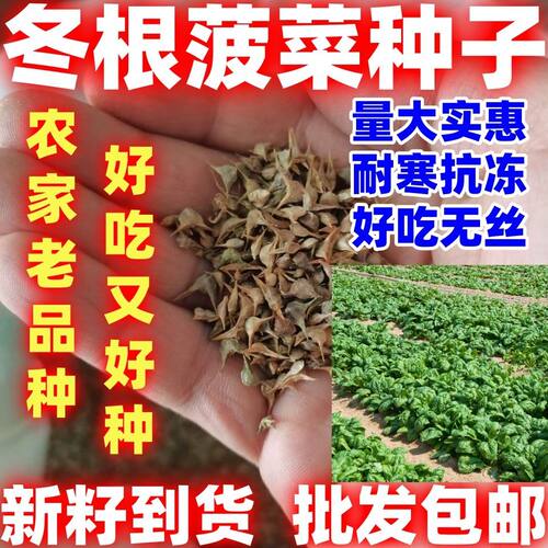 冬根菠菜种子秋天种开春返青菠菜种子耐寒菠菜抗寒冻根好吃好种