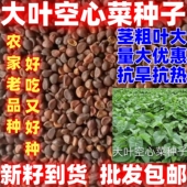 大叶空心菜种子四季 菜空心菜籽蔬菜大叶空心菜种籽种孑农家庭院