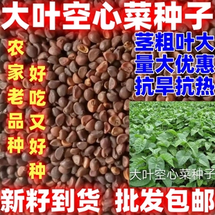 大叶空心菜种子四季菜空心菜籽蔬菜大叶空心菜种籽种孑农家庭院